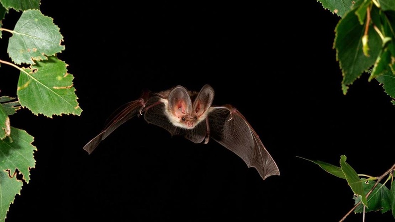 Brown Long-eared Bat (UK)